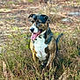 dog, brindle, animal, outdoor, grass, field, nature, pet, mammal, tongue_out, alert, ears, white_chest, sunlight, canine, happy, fur, standing, daytime, shrub