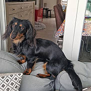 Jako participe au concours pour gagner de l'argent avec cette photo : animal, black_and_tan, canine, carpet, chair, clock, couch, cozy, curtains, dachshund, decor, dining_area, dog, furniture, home, interior, living_room, pet, pillows, window
