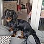 animal, black_and_tan, canine, carpet, chair, clock, couch, cozy, curtains, dachshund, decor, dining_area, dog, furniture, home, interior, living_room, pet, pillows, window