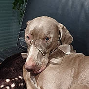 Tango participe au concours pour gagner de l'argent avec cette photo : animal, blanket, brown_dog, canine, comfort, dog, domestic_animal, ears, eyes, face, fur, furniture, glasses, indoor, leather_chair, pet, portrait, relaxed, resting, snout