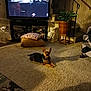 animal, carpet, cozy, cushion, decor, floor, furniture, home, indoor, living_room, pet, pillow, plant, relaxing, screen, shadow, small_dog, staircase, television, wooden_stand