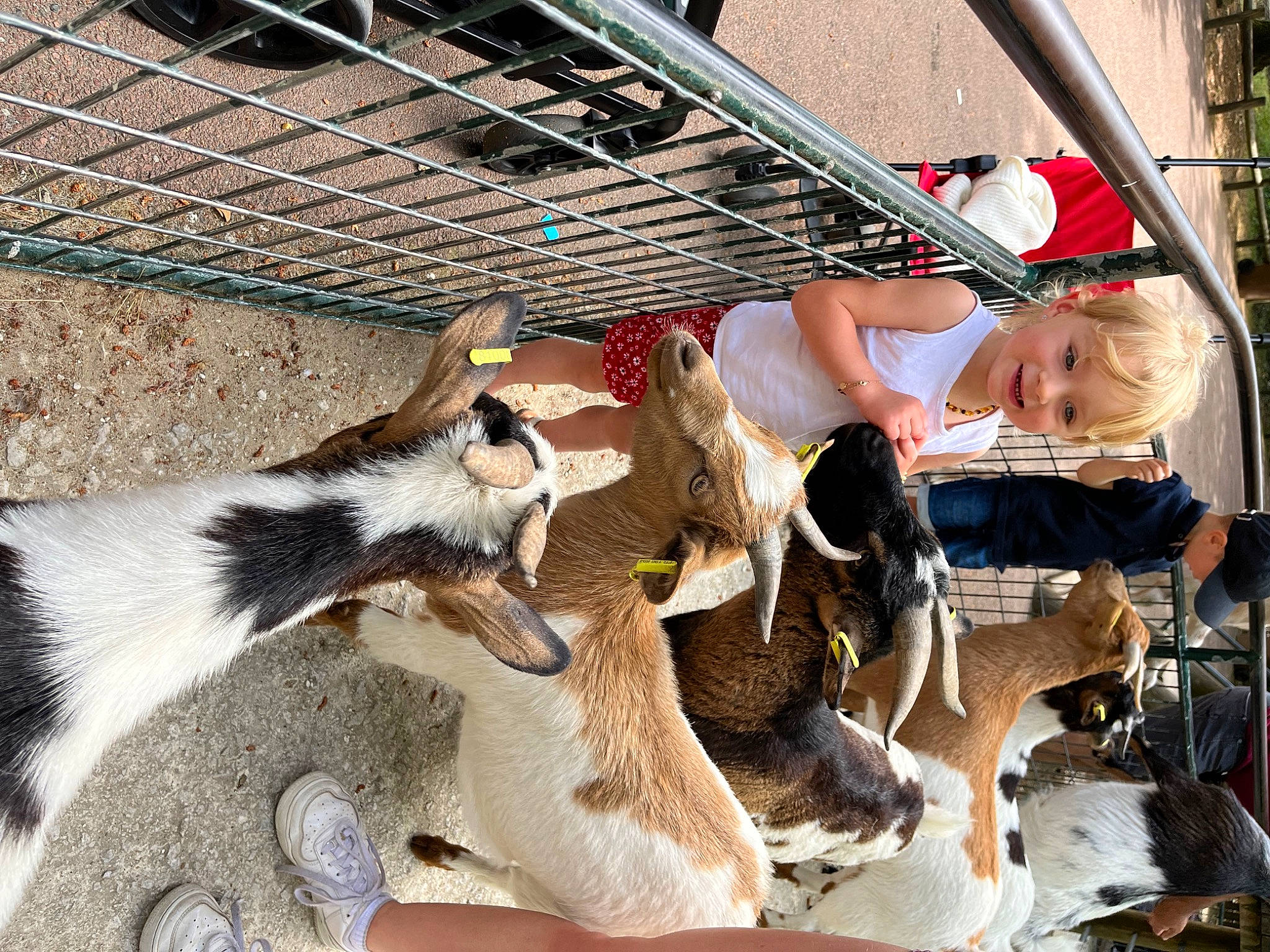 Capucine participe au concours pour gagner de l'argent avec cette photo : beak, cow_goat_family, dairy, fawn, flightless_bird, fur, goat, goat_antelope, goats, hat, herd, landscape, leisure, livestock, mammal, person, sun_hat, sunglasses
