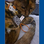 Cutie is registered to the contest to win money with this photo: cat, toy, fuzzy_toy, close_up, indoor, pet, laptop, keyboard, brown_cat, tail, fur, sleepy, cozy, animal, domestic_cat, resting, bed, soft_toy, comfort, feline