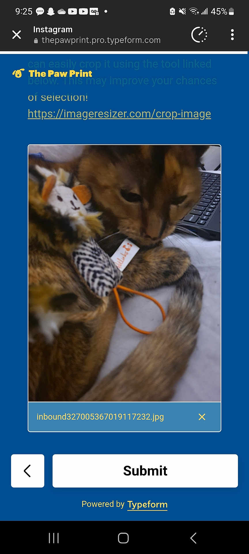 Cutie is registered to the contest to win money with this photo: cat, toy, fuzzy_toy, close_up, indoor, pet, laptop, keyboard, brown_cat, tail, fur, sleepy, cozy, animal, domestic_cat, resting, bed, soft_toy, comfort, feline