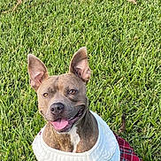 Katrina joined the competition — help win amazing prizes! animal, brown_dog, canine, clothing, cute, dog, ears_up, grass, greenery, happy, nature, outdoor, park, pet, sitting, skirt, smiling, sunlight, sweater, tongue_out