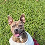 animal, brown_dog, canine, clothing, cute, dog, ears_up, grass, greenery, happy, nature, outdoor, park, pet, sitting, skirt, smiling, sunlight, sweater, tongue_out