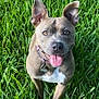 Katrina is registered to the contest to win money with this photo: animal, canine, collar, cute, dog, ears_up, friendly, grass, greenery, happy, looking_up, nature, outdoor, pet, playful, portrait, smiling, summer, sunlight, tongue_out