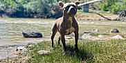 Katrina joined the competition — help win amazing prizes! adventure, animal, blue_sky, brown_dog, canine, daylight, dog, grass, landscape, nature, outdoor, pet, river, riverbank, rocks, scenic, standing, sunny, tree, water