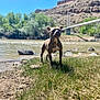 adventure, animal, blue_sky, brown_dog, canine, daylight, dog, grass, landscape, nature, outdoor, pet, river, riverbank, rocks, scenic, standing, sunny, tree, water