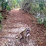 Katrina joined the competition — help win amazing prizes! animal, bark, canine, daylight, dog, foliage, forest, ground, happy, leaves, nature, outdoor, path, pine_needles, sitting, smiling, trail, trees, woods, yellow_collar