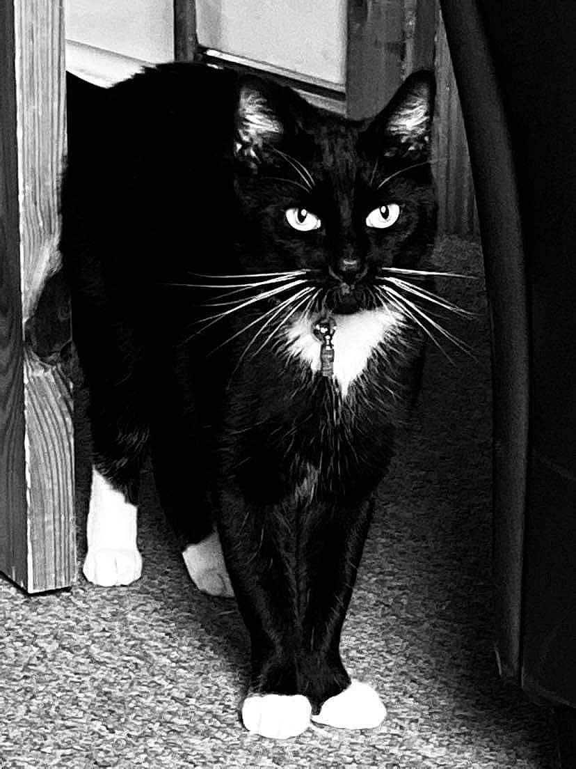 Lennie joined the competition — help win amazing prizes! black_and_white, black_cat, carnivore, cat, domestic_short_haired_cat, eye, felidae, formal_wear, fur, head, human_body, leg, monochrome, monochrome_photography, small_to_medium_sized_cats, snout, style, tail, tints_and_shades, whiskers