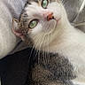 Umy participe au concours pour gagner de l'argent avec cette photo : animal, cat, closeup, cozy, curious, cute, domestic_cat, feline, fur_pattern, green_eyes, indoor, pet, portrait, relaxed, resting, sleepy, soft_texture, tabby, whiskers, white_fur