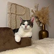 Umy a rejoint le concours — aidez-le/la à gagner de superbes lots ! animal, bed, brown, cat, closeup, cozy, decor, dried_plants, feline, fur, indoor, paw, pet, portrait, relaxed, resting, rug, soft, vase, white