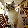 cat, indoor, table, wooden_chair, curious, blue_eyes, furniture, sunlight, tablecloth, patio, domestic_animal, close_up, whiskers, window, curtains, home, pet, domestic_cat, striped, sitting
