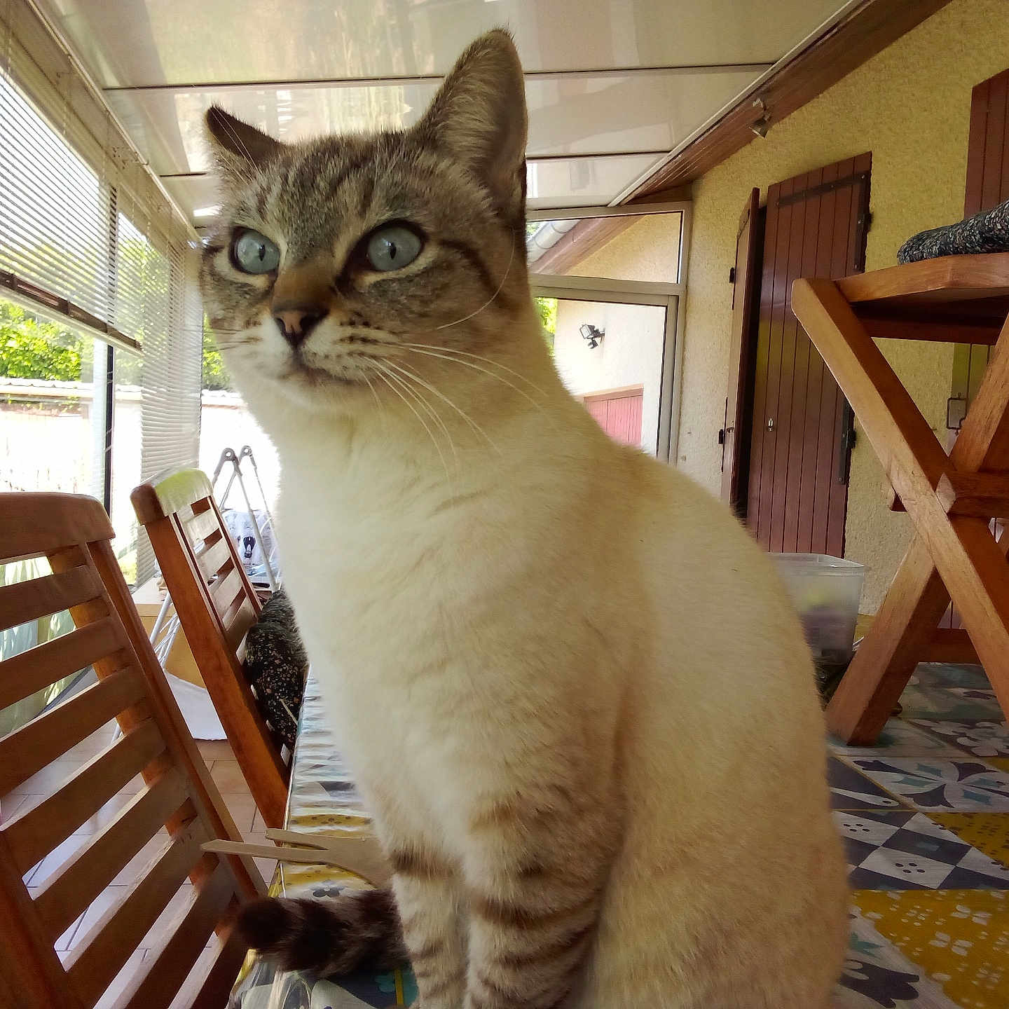 Briki a rejoint le concours — aidez-le/la à gagner de superbes lots ! blue_eyes, cat, close_up, curious, curtains, domestic_animal, domestic_cat, furniture, home, indoor, patio, pet, sitting, striped, sunlight, table, tablecloth, whiskers, window, wooden_chair