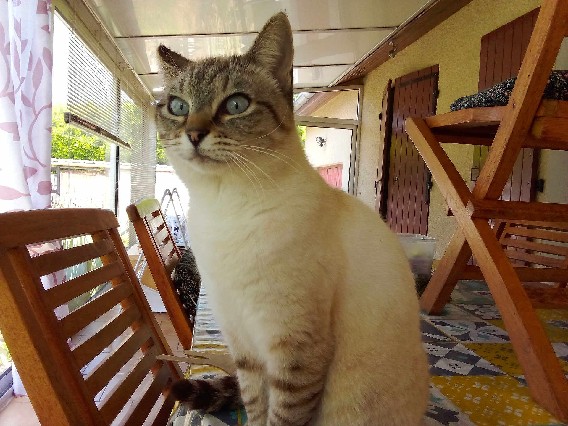 Briki a rejoint le concours — aidez-le/la à gagner de superbes lots ! cat, indoor, table, wooden_chair, curious, blue_eyes, furniture, sunlight, tablecloth, patio, domestic_animal, close_up, whiskers, window, curtains, home, pet, domestic_cat, striped, sitting