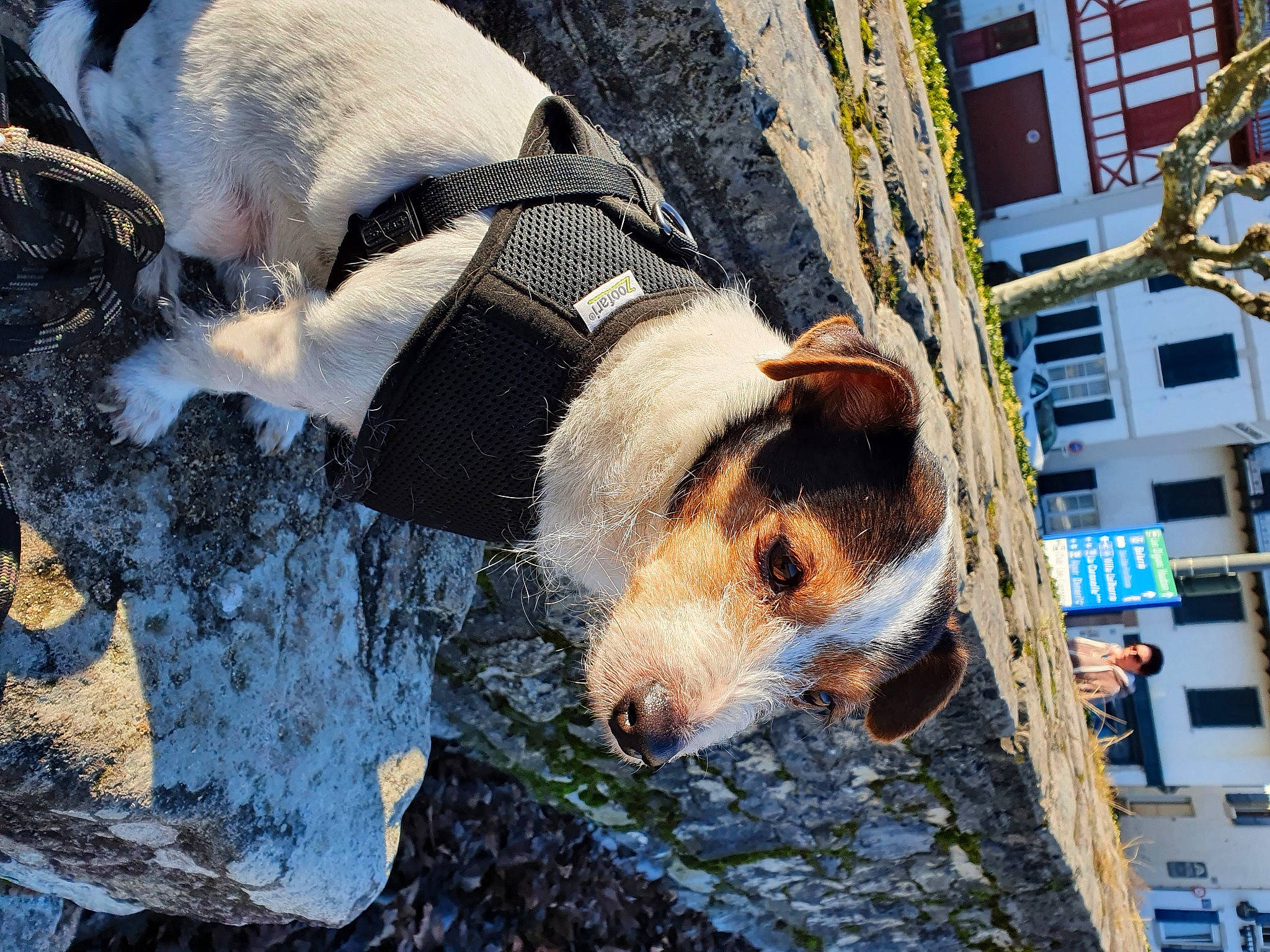 Kiki a rejoint le concours — aidez-le/la à gagner de superbes lots ! building, canidae, carnivore, companion_dog, dog, dog_breed, dog_supply, fur, pack_animal, rock, snout, sporting_group, street_dog, terrestrial_animal, window, winter, working_dog