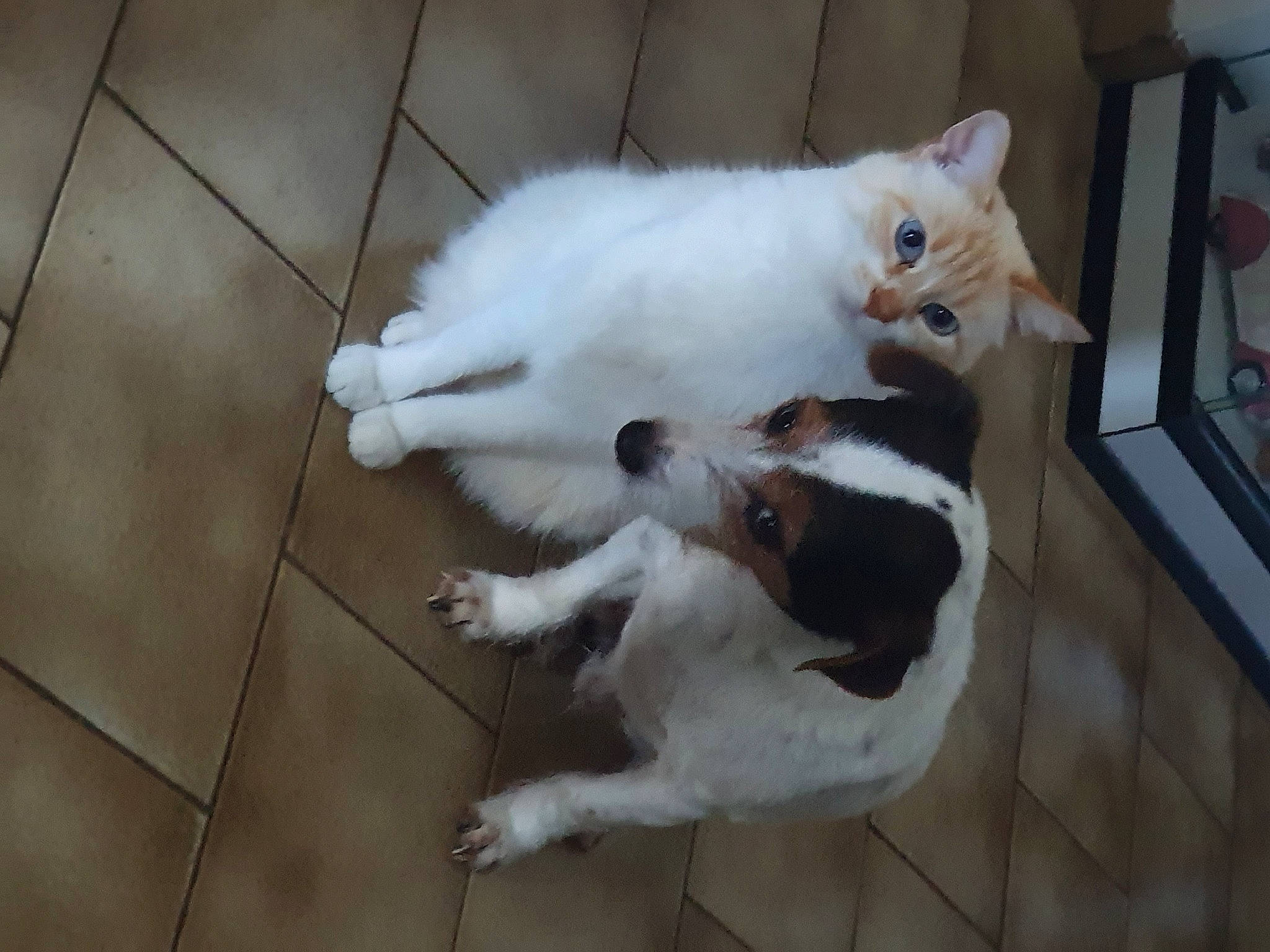 Kiki participe au concours pour gagner de l'argent avec cette photo : carnivore, cat, claw, companion_dog, dog_breed, domestic_short_haired_cat, fawn, felidae, floor, flooring, fur, hardwood, paw, small_to_medium_sized_cats, snout, tail, tile_flooring, whiskers, wood, wood_flooring