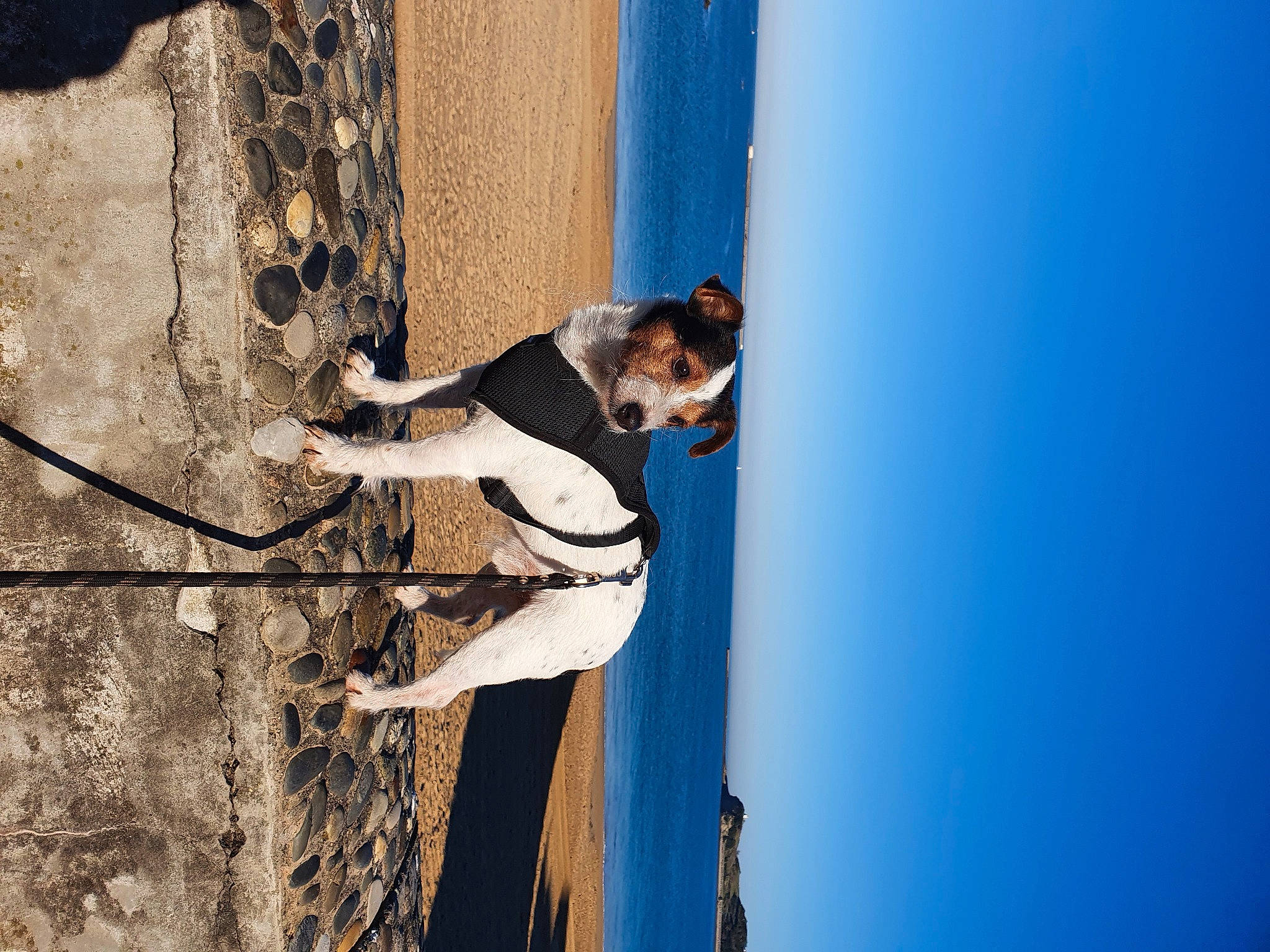 Kiki a rejoint le concours — aidez-le/la à gagner de superbes lots ! adventure, blue, climbing_harness, dog, elbow, electric_blue, extreme_sport, fun, leg, leisure, mammal, recreation, rock_climbing_equipment, rope, shadow, sky, sport_climbing, tree, water, wood