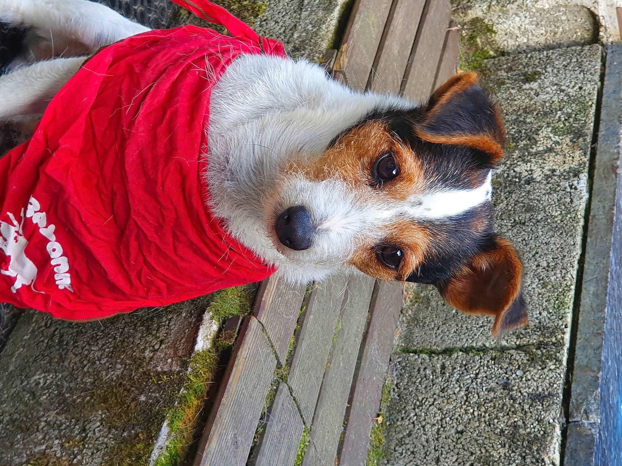 Kiki a rejoint le concours — aidez-le/la à gagner de superbes lots ! canidae, carnivore, collar, companion_dog, dog, dog_breed, dog_clothes, dog_supply, fawn, fur, grass, plant, snout, sporting_group, tail, terrestrial_animal, terrier, whiskers, working_animal, working_dog