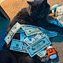 Binx is registered to the contest to win money with this photo: cat, gray_cat, money, dollar_bills, carpet, toy, pumpkin, halloween, indoor, pet, animal, currency, relaxing, fur, cash, playful, domestic, cute, feline, lying_down