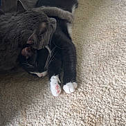 Binx is registered to the contest to win money with this photo: cat, black_cat, gray_cat, carpet, indoor, pets, feline, snuggling, resting, whiskers, paw, cute, cozy, animal, fur, companion, relaxing, home, friendship, adorable