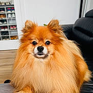 Pépito a rejoint le concours — aidez-le/la à gagner de superbes lots ! dog, pomeranian, pet, fluffy, fur, portrait, indoor, couch, living_room, paws, eyes, nose, sitting, adorable, long_hair, domestic_animal, small_dog, orange_fur, whiskers, companion