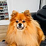 dog, pomeranian, pet, fluffy, fur, portrait, indoor, couch, living_room, paws, eyes, nose, sitting, adorable, long_hair, domestic_animal, small_dog, orange_fur, whiskers, companion
