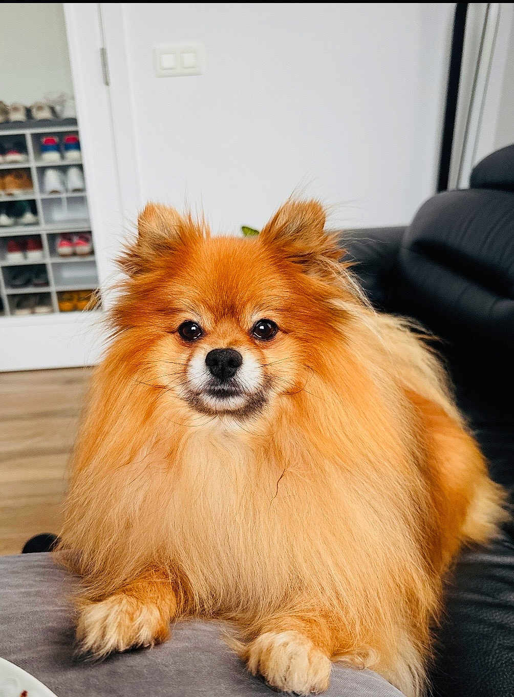 Pépito a rejoint le concours — aidez-le/la à gagner de superbes lots ! dog, pomeranian, pet, fluffy, fur, portrait, indoor, couch, living_room, paws, eyes, nose, sitting, adorable, long_hair, domestic_animal, small_dog, orange_fur, whiskers, companion