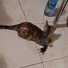 Bianca a rejoint le concours — aidez-le/la à gagner de superbes lots ! kitten, cat, indoor, floor, tile, water_bottle, metal_chair_leg, curious, pet, animal, small, brown, black, playful, domestic, feline, young, shadow, object, quiet
