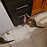 cat, cats, kitten, play, toy, feather, cabinet, kitchen, floor, tile, furniture, pet, animal, domestic, curious, paw, dangle, brown, gray, indoor