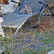 Bianca participe au concours pour gagner de l'argent avec cette photo : cat, outdoor, garden, chair, plant, gravel, statue, relaxing, gray_tabby, mesh_chair, sunlight, nature, decor, flower_pot, shrubbery, animal, pet, resting, daylight, background