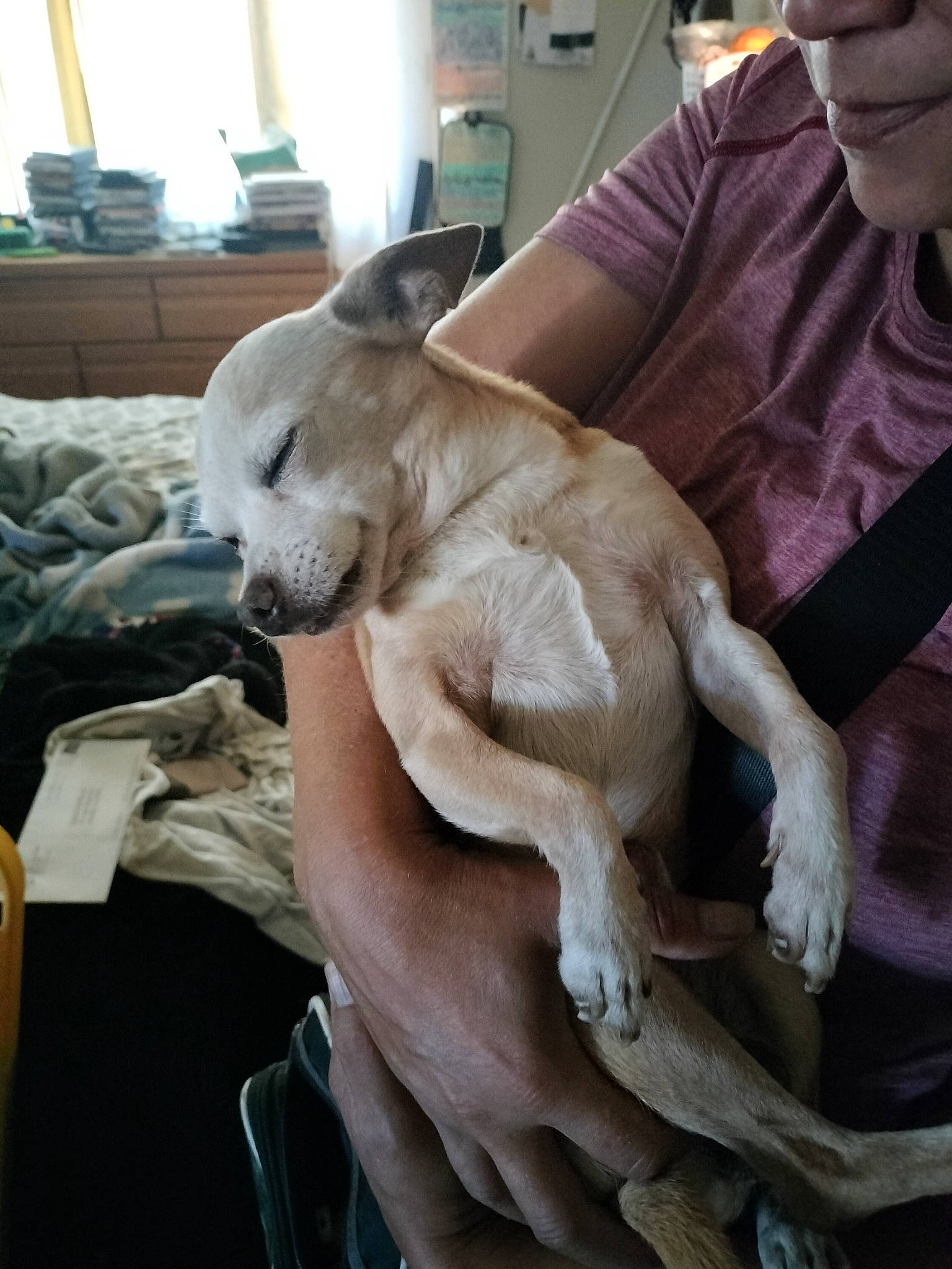 Mugsy Aka The Little Sir joined the competition — help win amazing prizes! canidae, carnivore, comfort, companion_dog, dog, dog_breed, ear, fawn, felidae, fur, houseplant, nap, non_sporting_group, small_to_medium_sized_cats, sporting_group, whiskers, window, working_animal