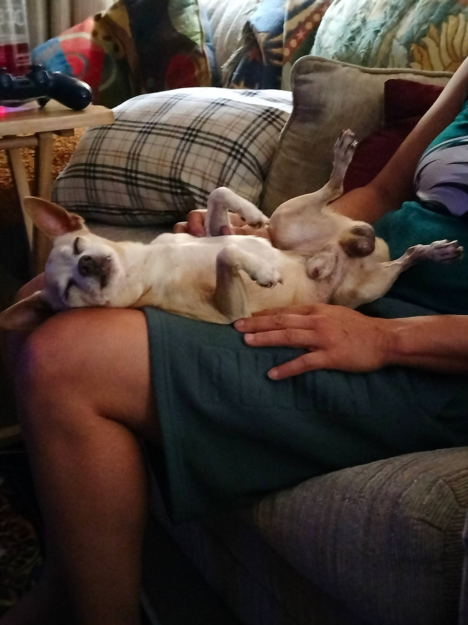 Mugsy Aka The Little Sir joined the competition — help win amazing prizes! canidae, carnivore, comfort, companion_dog, couch, dog, dog_breed, fawn, felidae, fur, human_leg, lap, living_room, nap, room, sitting, small_to_medium_sized_cats, sporting_group, thigh, toy_dog