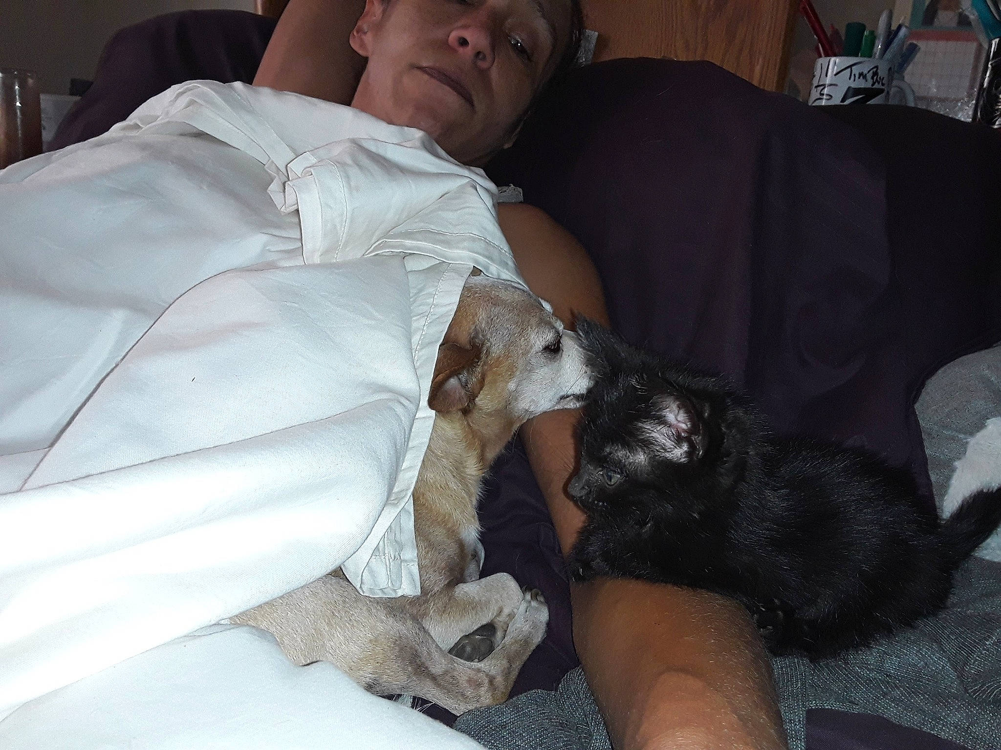 Mugsy Aka The Little Sir joined the competition — help win amazing prizes! bed, carnivore, comfort, companion_dog, couch, dog_breed, felidae, fur, human_leg, lap, linens, nap, paw, pillow, sitting, sleep, small_to_medium_sized_cats, tail, toy_dog, whiskers