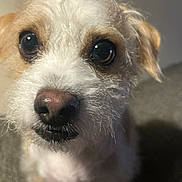 Morty joined the competition — help win amazing prizes! dog, close_up, pet, cute, animal, fur, whiskers, nose, eyes, indoor, curious, face, portrait, muzzle, canine, friendly, domestic_animal, furry, expression, small_dog