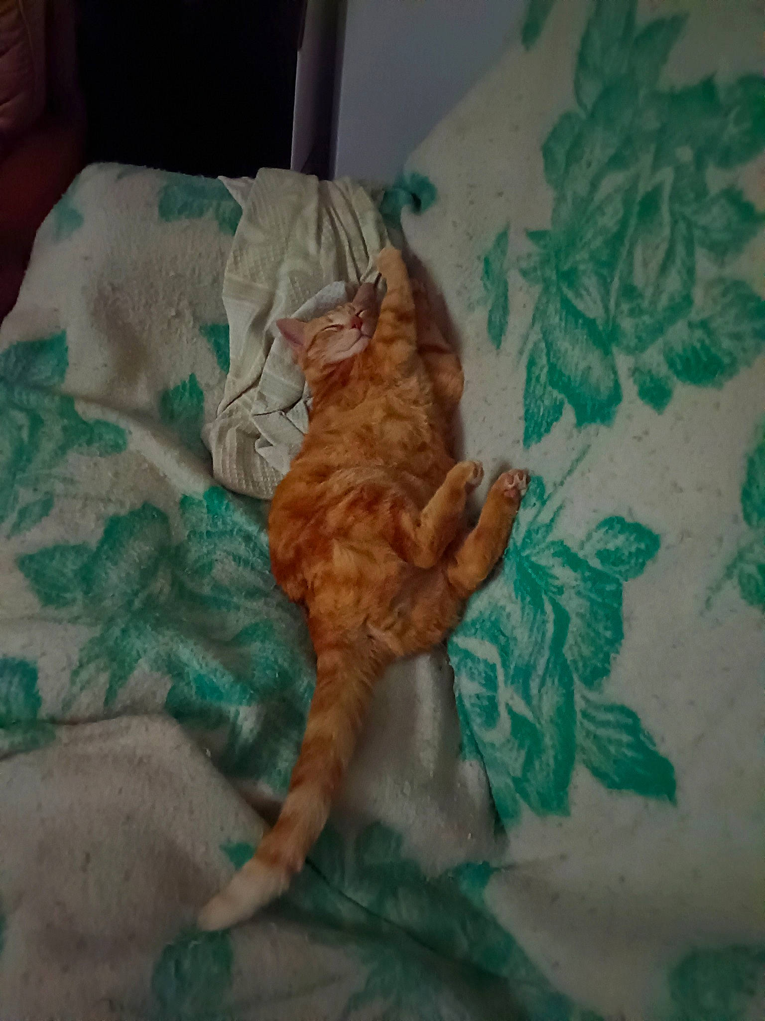 Garfield a rejoint le concours — aidez-le/la à gagner de superbes lots ! aqua, azure, bed_sheet, bedding, carnivore, cat, claw, comfort, domestic_short_haired_cat, fawn, felidae, fur, linens, nap, pattern, room, small_to_medium_sized_cats, tail, textile, whiskers