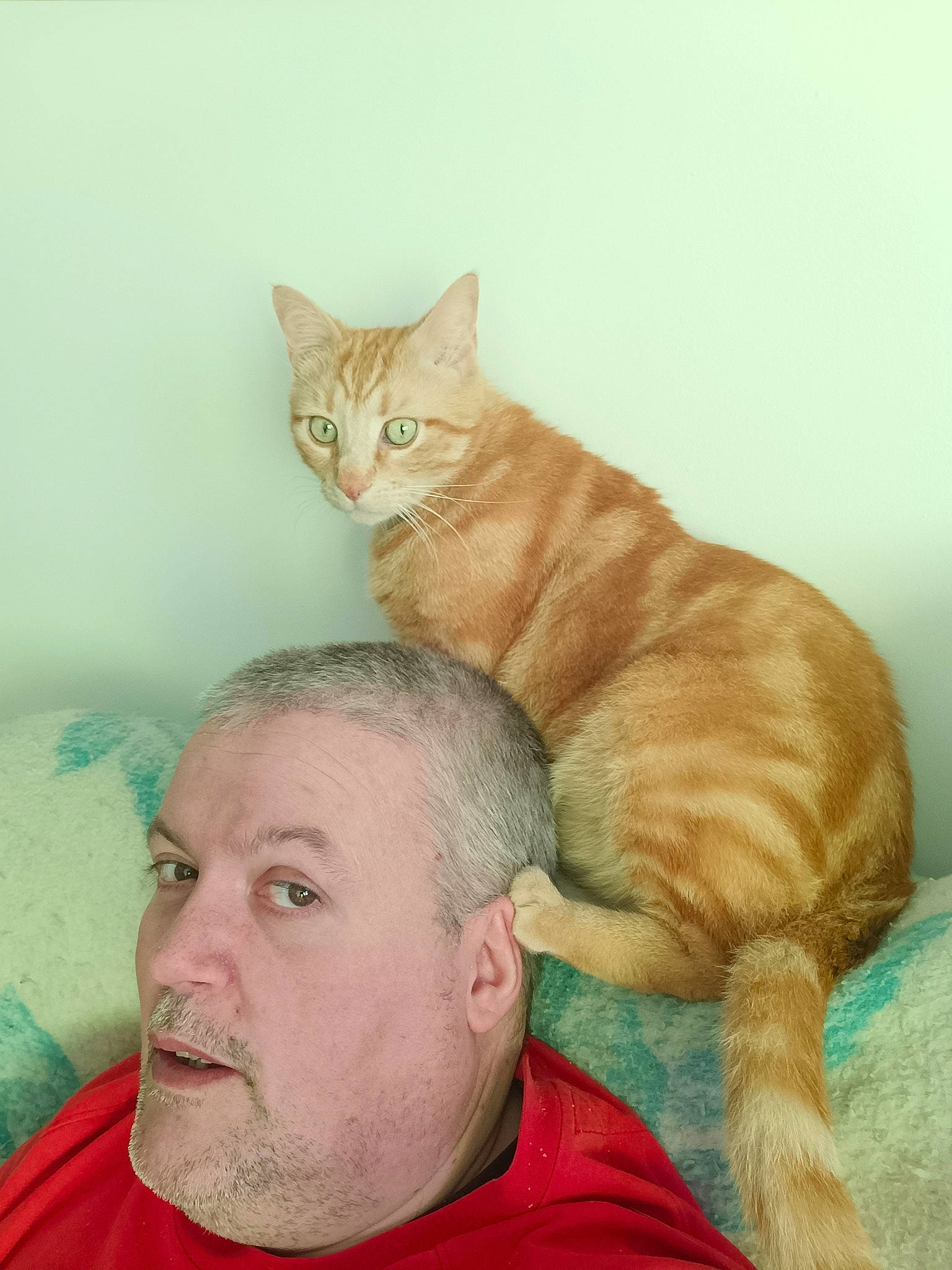 Garfield a rejoint le concours — aidez-le/la à gagner de superbes lots ! art, beard, carnivore, cat, comfort, domestic_short_haired_cat, drawing, fawn, felidae, fur, gesture, painting, paw, sitting, small_to_medium_sized_cats, tail, whiskers