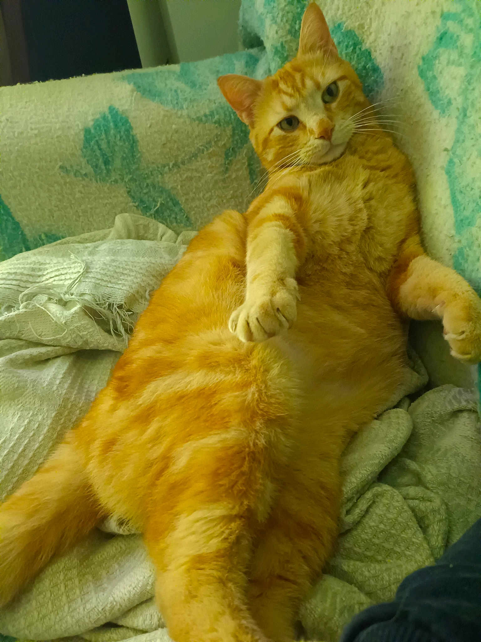 Garfield