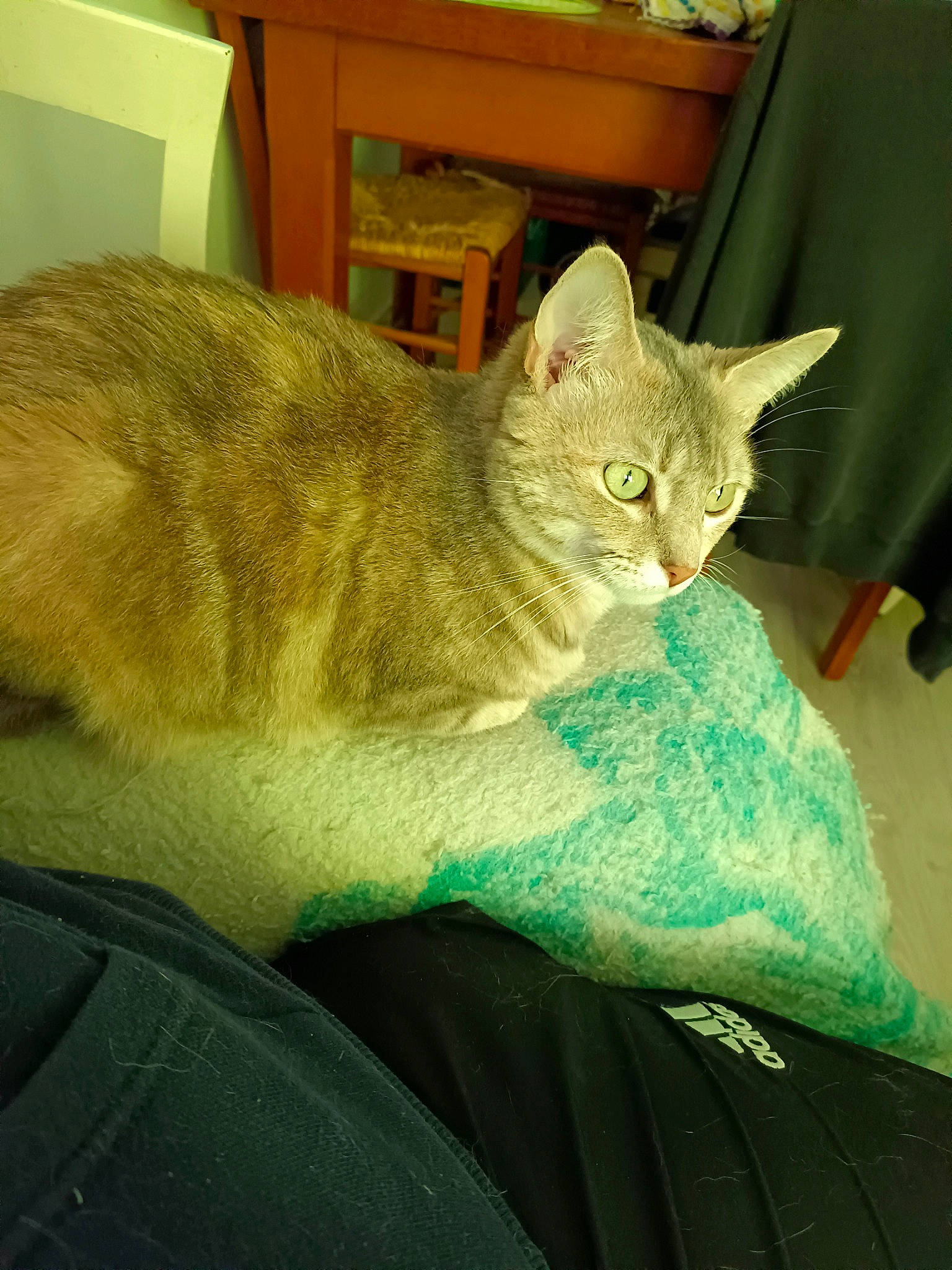 Ruby participe au concours pour gagner de l'argent avec cette photo : bed, carnivore, cat, cat_supply, chair, claw, comfort, domestic_short_haired_cat, fawn, felidae, fur, furniture, linens, nap, paw, small_to_medium_sized_cats, snout, tail, terrestrial_animal, whiskers