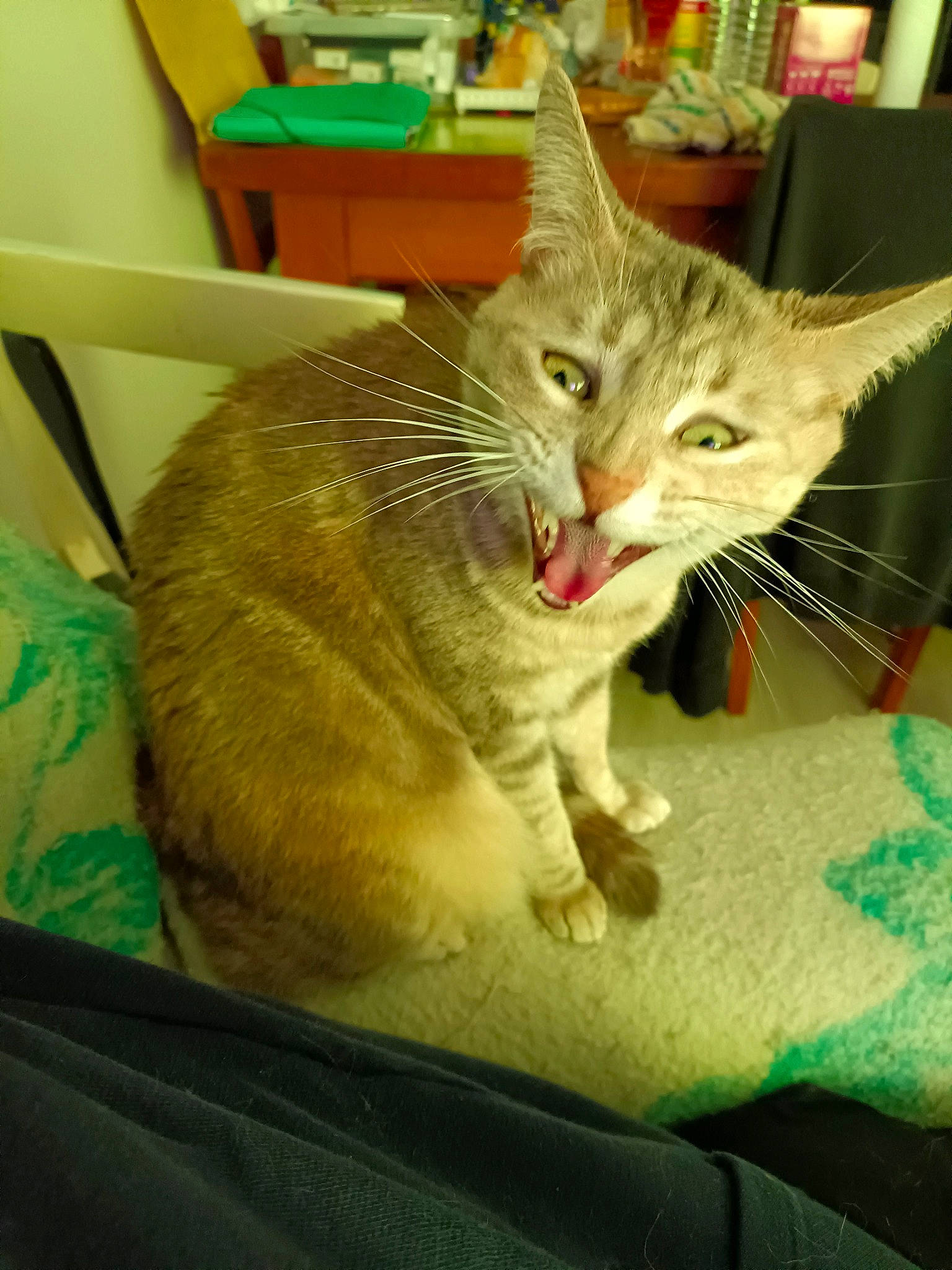 Ruby participe au concours pour gagner de l'argent avec cette photo : carnivore, cat, chair, claw, comfort, domestic_short_haired_cat, fawn, felidae, fur, paw, pet_supply, small_to_medium_sized_cats, snout, tail, whiskers