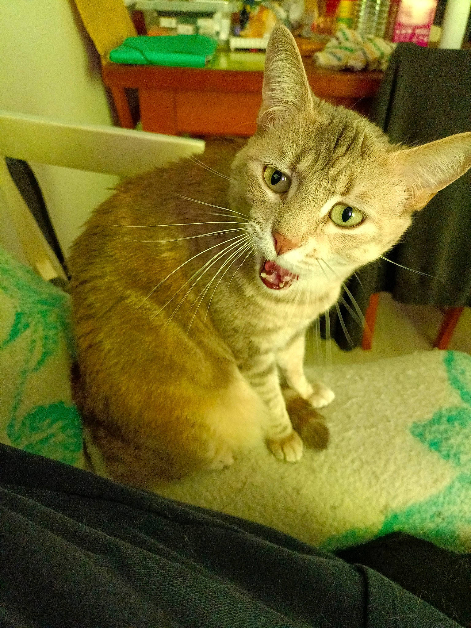 Ruby participe au concours pour gagner de l'argent avec cette photo : carnivore, cat, cat_supply, chair, claw, comfort, domestic_short_haired_cat, eye, fawn, felidae, fur, paw, pet_supply, sitting, small_to_medium_sized_cats, snout, tail, whiskers