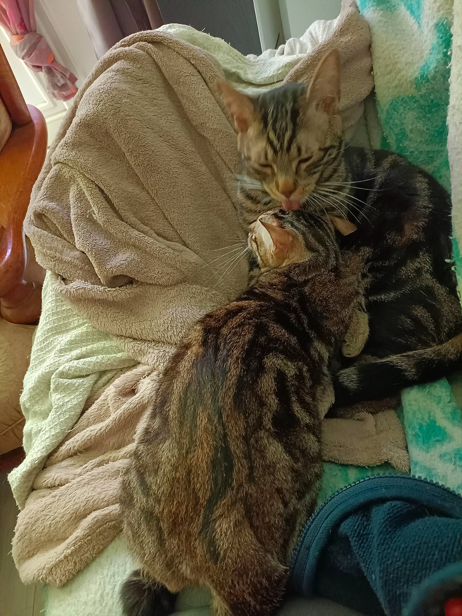 Scarface Et Fripouille a rejoint le concours — aidez-le/la à gagner de superbes lots ! carnivore, cat, claw, comfort, domestic_short_haired_cat, fawn, felidae, fur, guitar, lap, linens, musical_instrument, nap, paw, sitting, sleep, small_to_medium_sized_cats, tail, whiskers