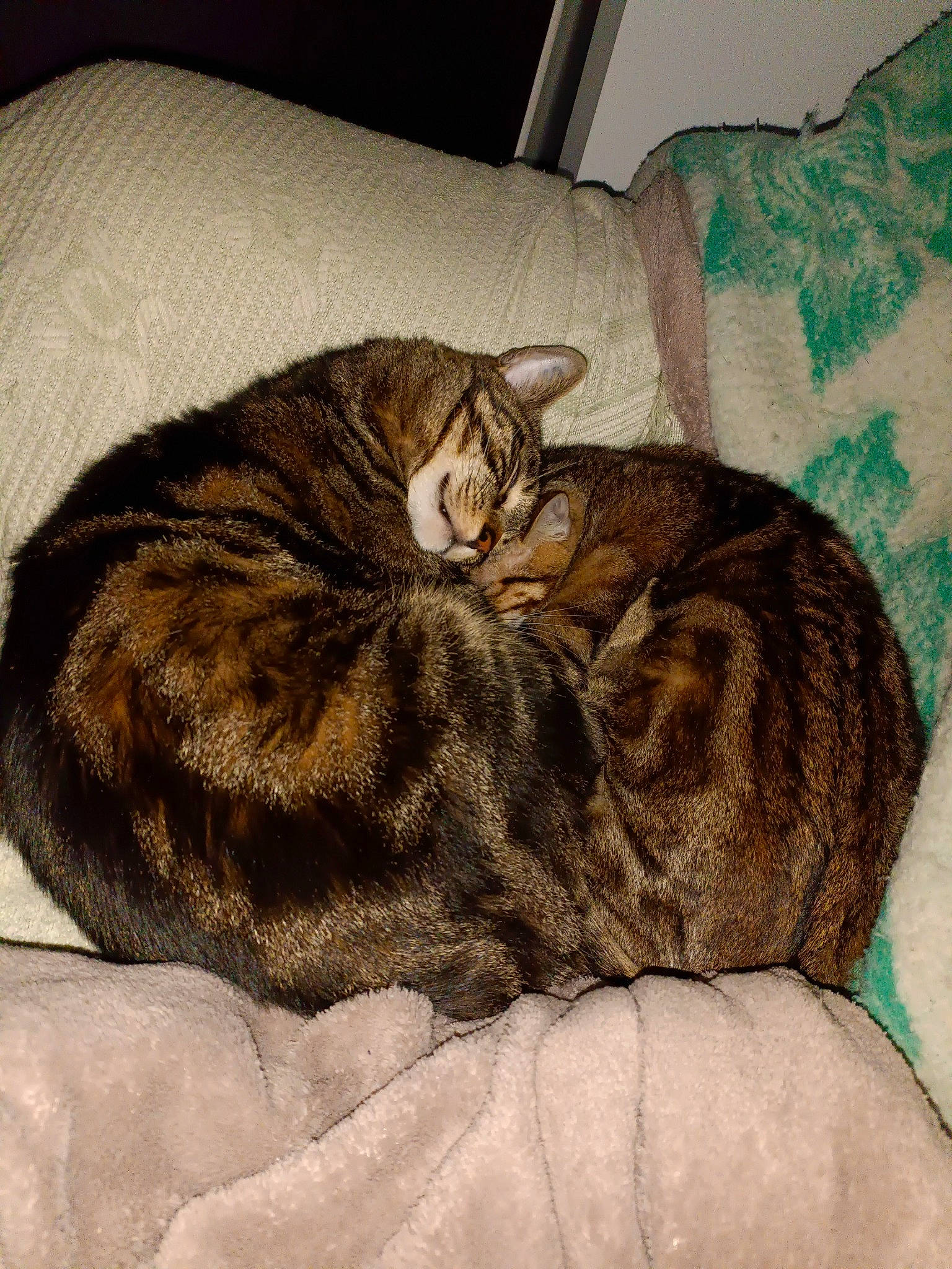 Scarface Et Fripouille