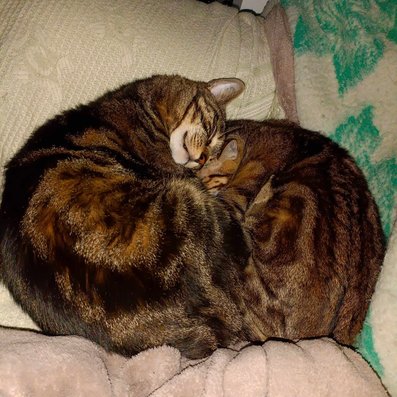 Scarface Et Fripouille