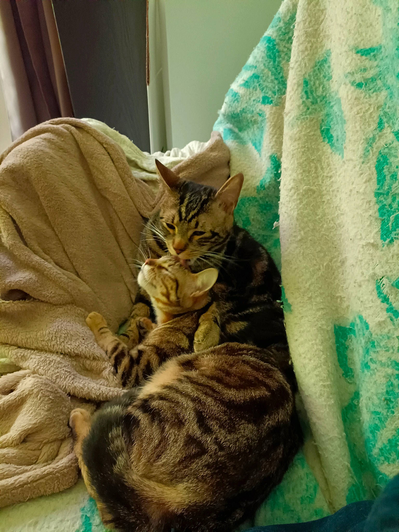 Scarface Et Fripouille participe au concours pour gagner de l'argent avec cette photo : bed, bedding, carnivore, cat, claw, comfort, domestic_short_haired_cat, fawn, felidae, fur, linens, pattern, paw, room, sleeve, small_to_medium_sized_cats, tail, terrestrial_animal, vertebrate, whiskers