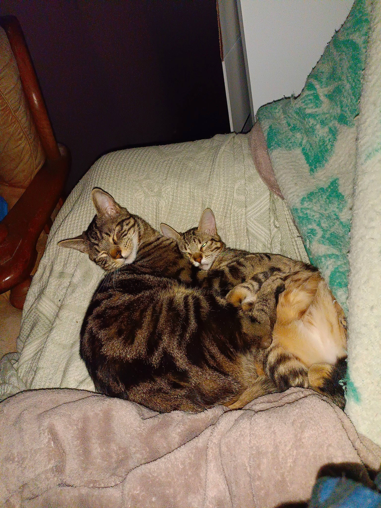 Scarface Et Fripouille participe au concours pour gagner de l'argent avec cette photo : bed, bedding, carnivore, cat, chair, comfort, couch, domestic_short_haired_cat, fawn, felidae, fur, hardwood, linens, nap, room, small_to_medium_sized_cats, tail, tree, whiskers, wood