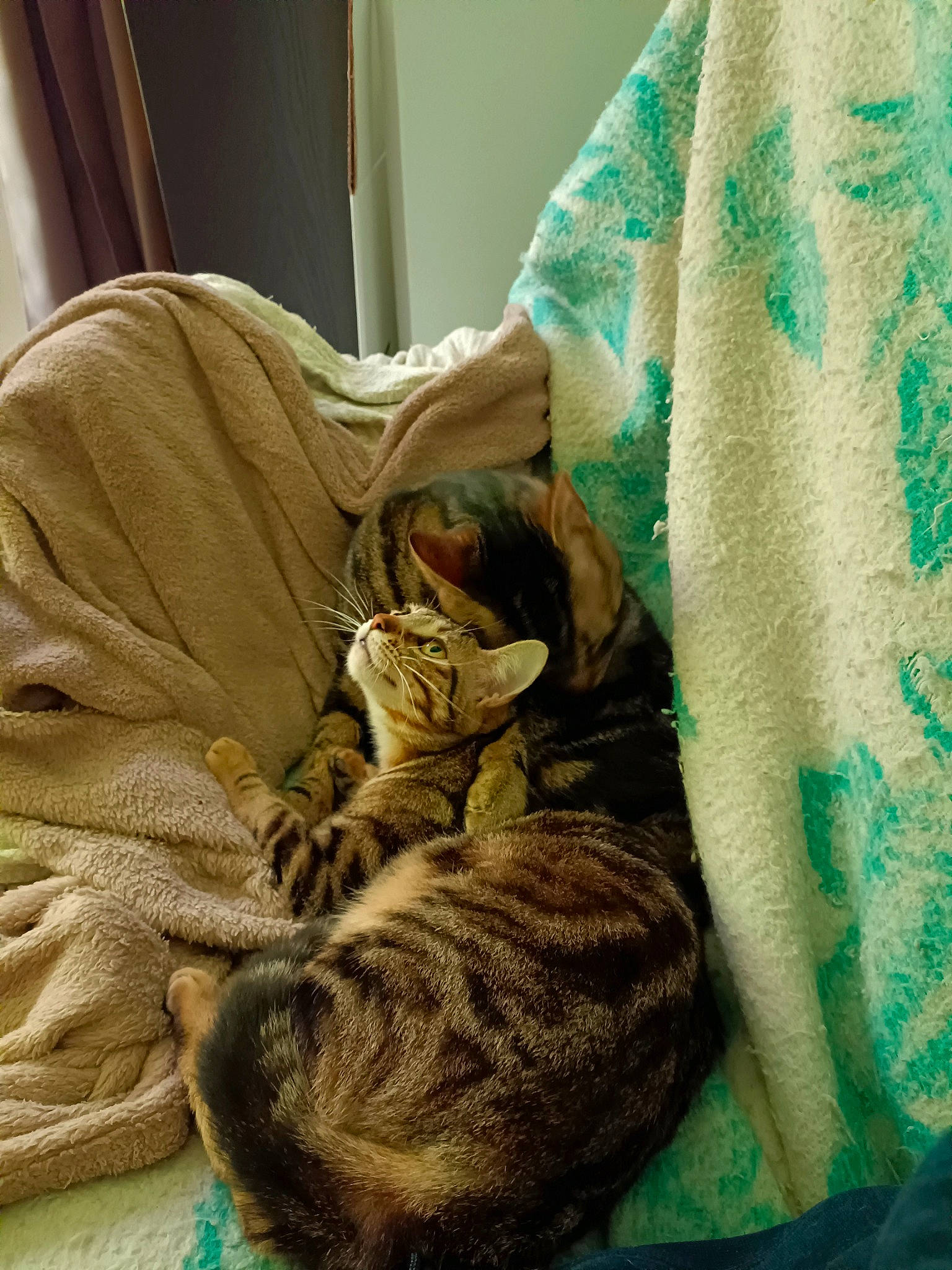 Scarface Et Fripouille participe au concours pour gagner de l'argent avec cette photo : bed, bed_sheet, bedding, carnivore, cat, comfort, curtain, domestic_short_haired_cat, fawn, felidae, fur, linens, nap, room, sleep, sleeve, small_to_medium_sized_cats, tail, textile, whiskers