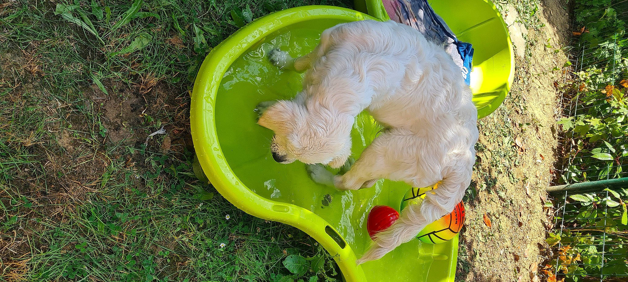 Texas a rejoint le concours — aidez-le/la à gagner de superbes lots ! canidae, cockatoo, comfort_food, companion_dog, dog_breed, felidae, garden, ginger, grass, leaf_vegetable, livestock, plant, produce, sporting_group, tail, vegetable, yard, zingiber