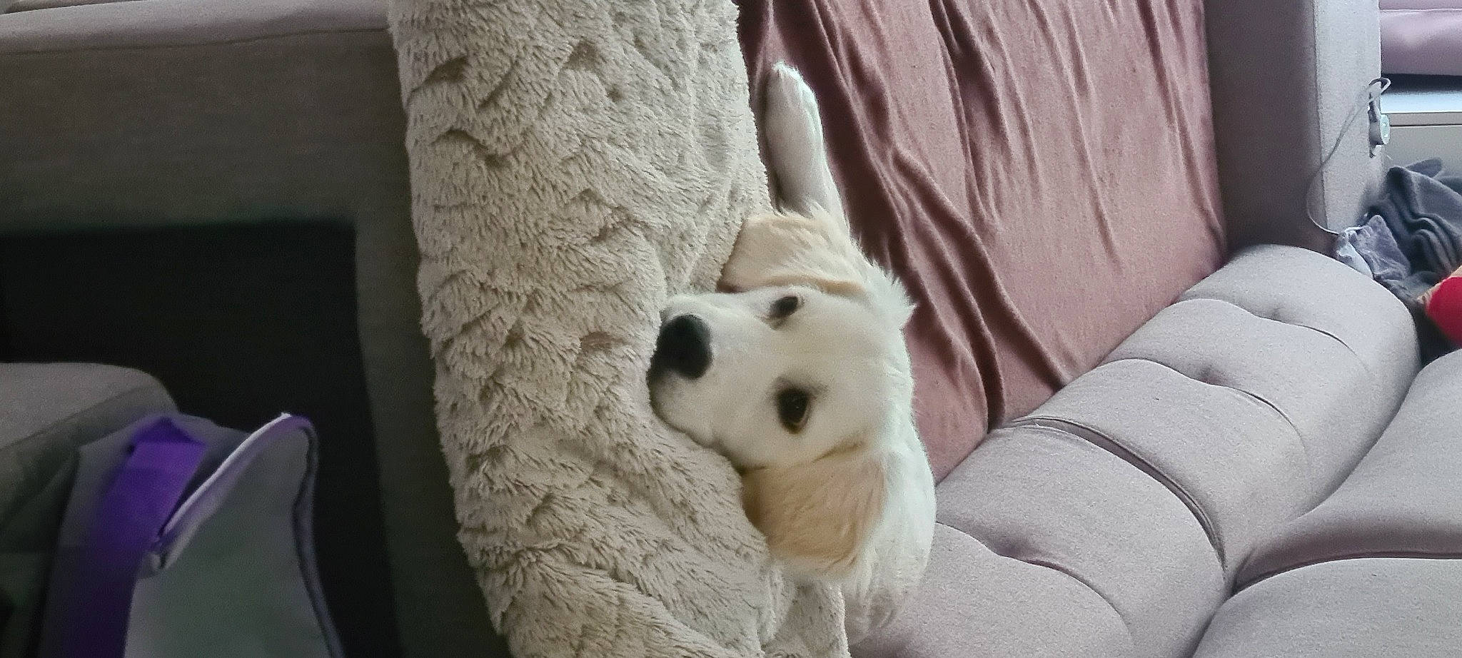 Texas participe au concours pour gagner de l'argent avec cette photo : aircraft, ball, carnivore, comfort, companion_dog, couch, dog, dog_breed, fawn, flooring, fur, livestock_guardian_dog, maremma_sheepdog, polish_tatra_sheepdog, retriever, snout, terrestrial_animal, whiskers, wood, working_animal